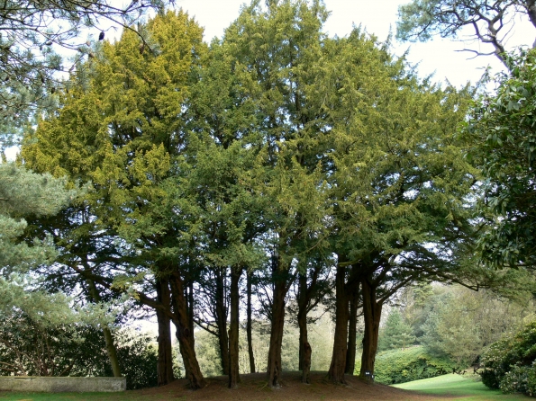 Bois des Moutiers (40) avril 2012